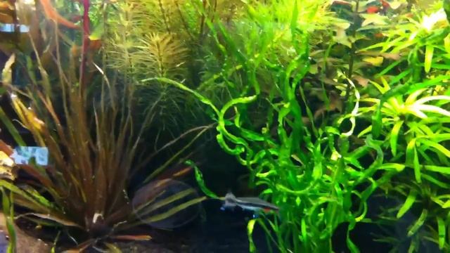 Nannostomus beckfordi breeding смотреть онлайн