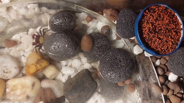 Crabs minivideo 2 смотреть онлайн