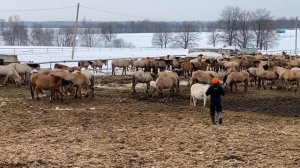Деревенская жизнь/ Как живет у нас Верблюд? Бычки Абердин Ангус
