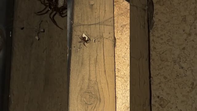 American House Spider - Parasteatoda tepidariorum getting his prey a moth... смотреть онлайн