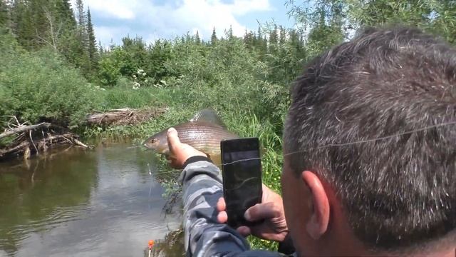 115 Серия Клюнул и Поймал Огромную Рыбу Хариус Удочка Поплавок Тайга, Выслеживали Два Дня и соблаз смотреть онлайн