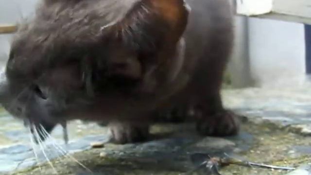 Kater verschalkt vogeltje смотреть онлайн