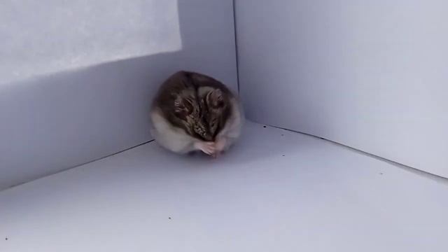 Клип „Лето" Хомка смотреть онлайн