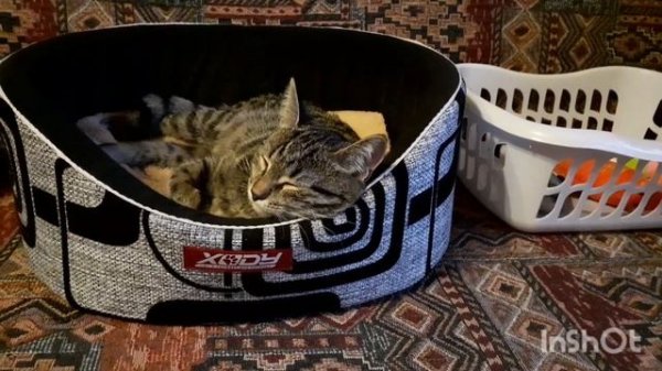 6 декабря 2023 г. Корм для котёнка "Сириус" 🥣 🐈⬛