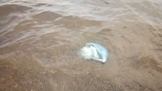 Увидели медузу. смотреть онлайн