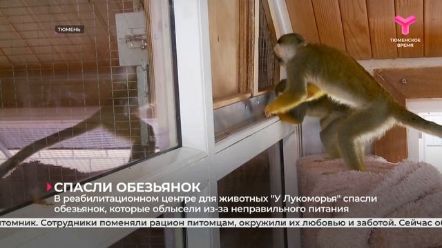 Спасли обезьянок смотреть онлайн