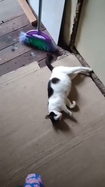 kucing hamil lagi olahraga 😂 😂 смотреть онлайн