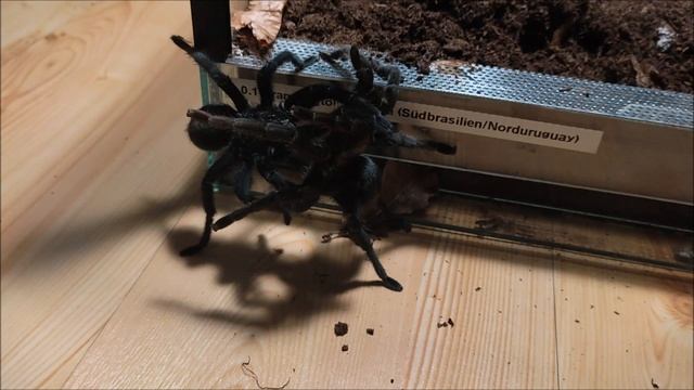 Grammostola pulchra mating смотреть онлайн