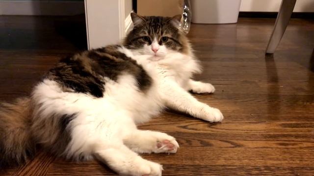 猫の日常 Cat's Daily Life----Laimi Doesn't Like to be Filmed While Grooming 猫毛づくろいをするとき撮影を嫌いだ смотреть онлайн