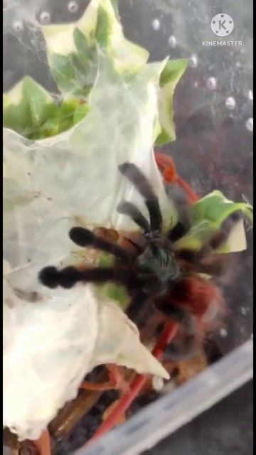 Caribena Versicolor смотреть онлайн