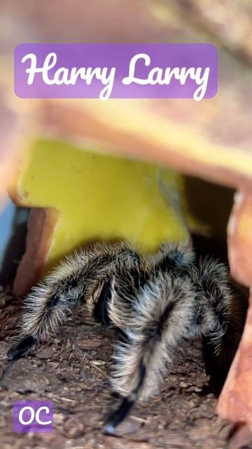 The Homie Tarantula aka Harry Larry смотреть онлайн