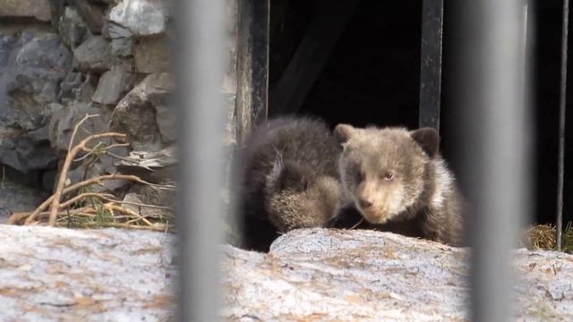 Валя вывела малышей 08.04.17 смотреть онлайн
