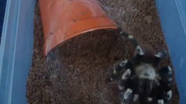 Nhandu Chromatus Feeding смотреть онлайн