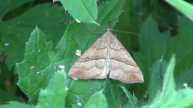 polypogon tentacularius смотреть онлайн