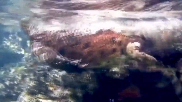 10 Самых Смелых Животных... смотреть онлайн