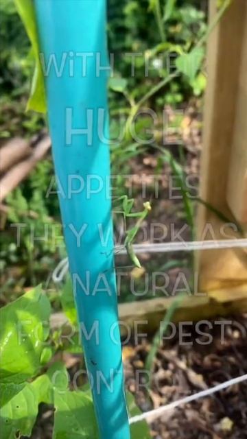 Garden Pest or Garden Friend? #gardenpests #gardeningtips #bugs #insects #shorts #gardening смотреть онлайн