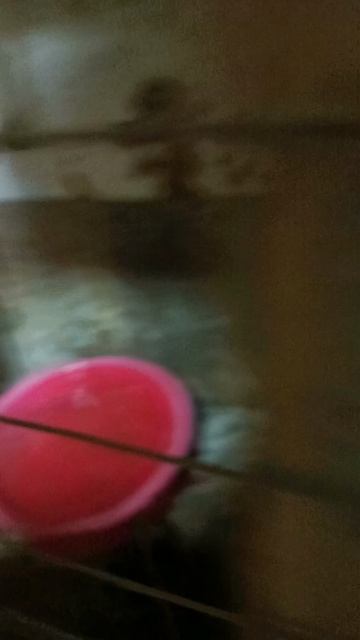 Утки мандаринки