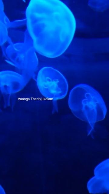 This Jellyfish Never Dies! The immortal jelly fish named named Turritopsis Dohrnii #JellyFishTamil смотреть онлайн