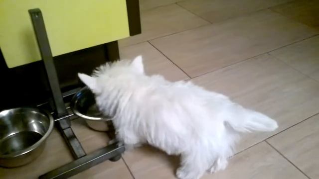 Westie puppy explores new home смотреть онлайн