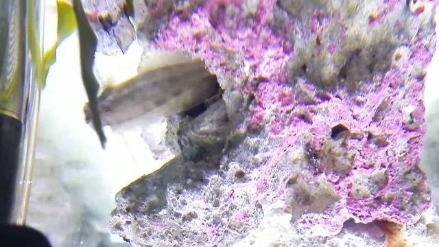 Salaria fasciatus смотреть онлайн