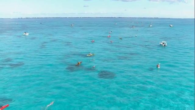 Jupiter Teen Posts Fastest Time In Alligator Lighthouse Swim смотреть онлайн