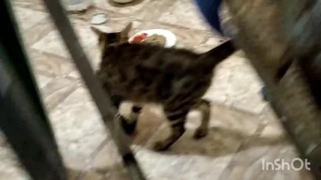 Вылечили от Калицивироза. Часть 5 смотреть онлайн