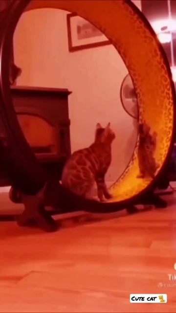 WHAT GREATER GIFT THAN THE LOVE OF A CAT. – CHARLES DICKENS смотреть онлайн