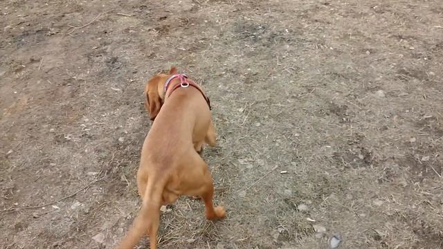 Выжла передаёт всем привет! смотреть онлайн