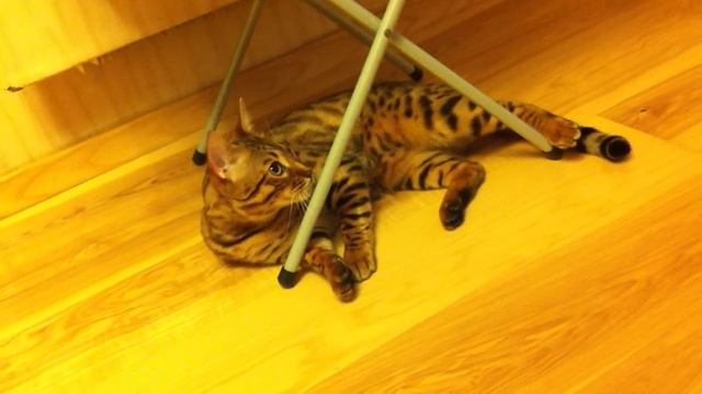 Бенгал и валерьянка