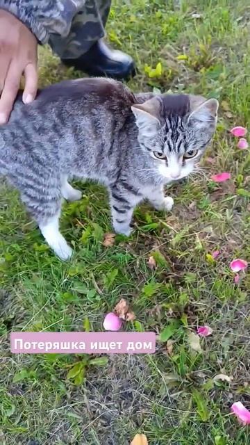 Пристроили 15.08.2024 г.‼️ Видео для авито. Потеряшка ищет дом #Тюмень #потеряшки #storts смотреть онлайн