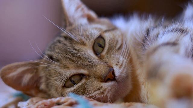 Милые и пушистые Кошки. смотреть онлайн