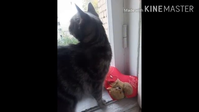Интервью от кошки!!!ШОК!!! Смотри вместе с Котки Коты Котята!) смотреть онлайн