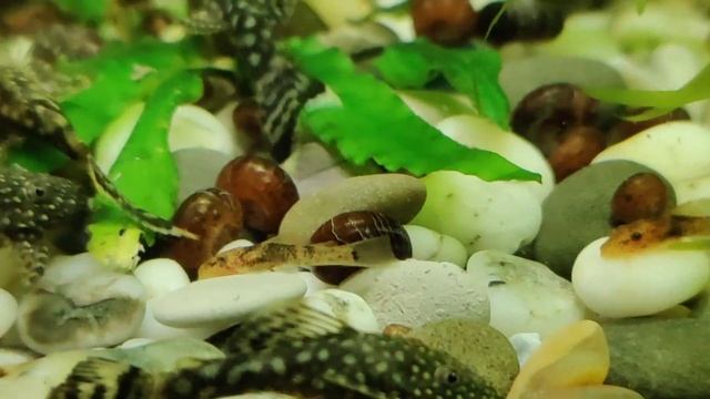 Совсем крошечные мальки анциструса супер ред, леопардовый (черепаховый), обыкновенный соседи гуппи смотреть онлайн