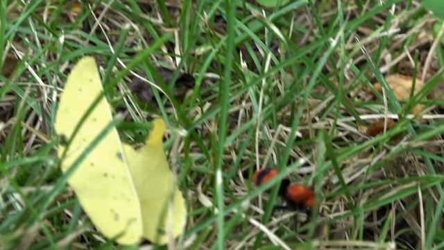 Cow Killer Velvet Ant female running in real time and slow motion (Dasymutilla occidentalis) смотреть онлайн