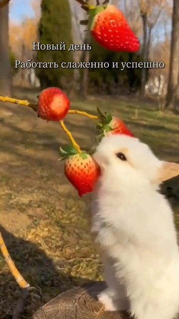 Всем доброе утро🍓 Новый день☀️ Желаю хорошего настроения #доброеутро #завтрак #shorts смотреть онлайн
