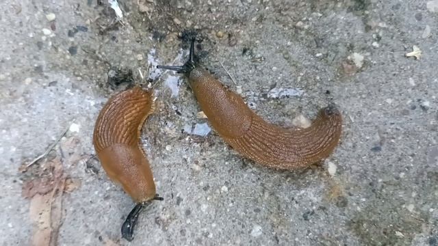 Испанские слизни 🪱🪱 смотреть онлайн