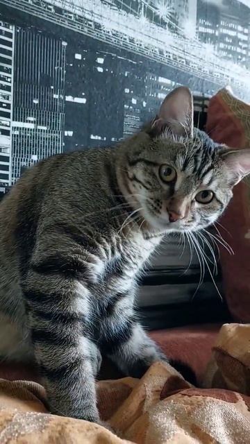 Тимоша и хвост😻 #cat #котенок #котики #коты #кот #котейка #кошка #кошки смотреть онлайн