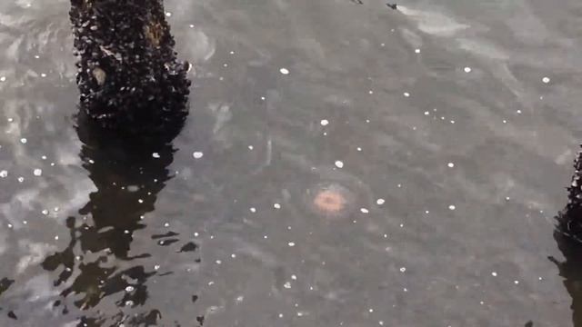 アカクラゲの死骸　隅田川のクラゲ(Jelly Fish in Japan, northern sea nettle (Chrysaora melanaster) смотреть онлайн