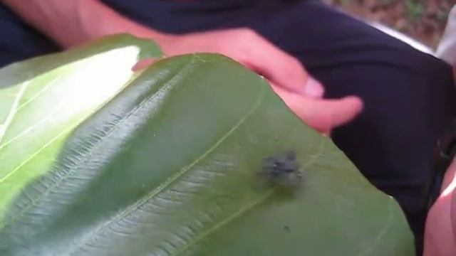 Fighting spider - Zebra VS yuda FS смотреть онлайн