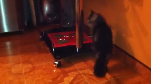 Кот киборг смотреть онлайн
