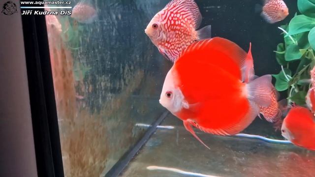 Symphysodon discus - Red melon + Red Checkerboard pigeon смотреть онлайн