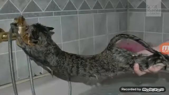 Лайфхаки для котов видел? смотреть онлайн