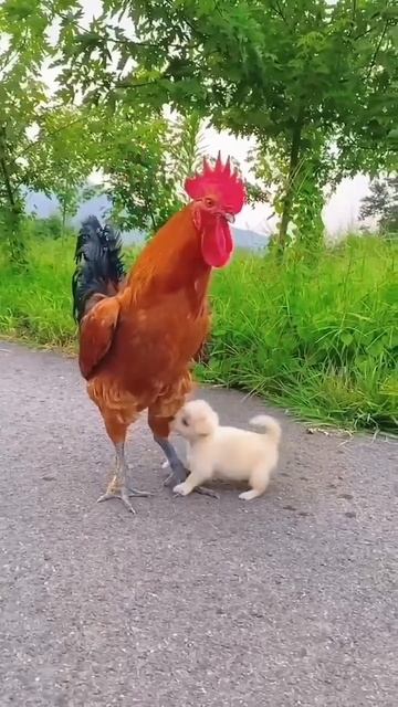 My brothers . A beautiful moment #132 - #shorts смотреть онлайн