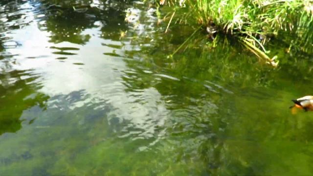 Gallineta : trompeta sufridora смотреть онлайн