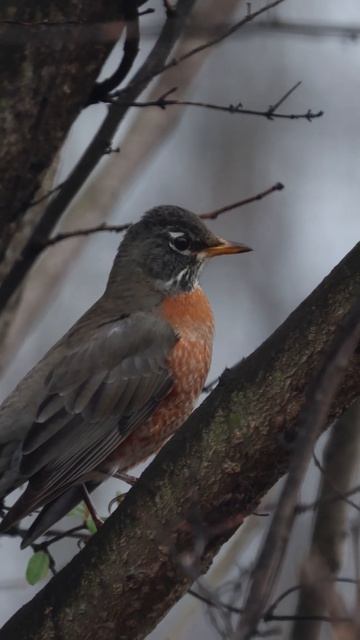 American Robin: Sign of Spring #shorts #birds #winterbirds #birdwatching #nature #wildlife смотреть онлайн