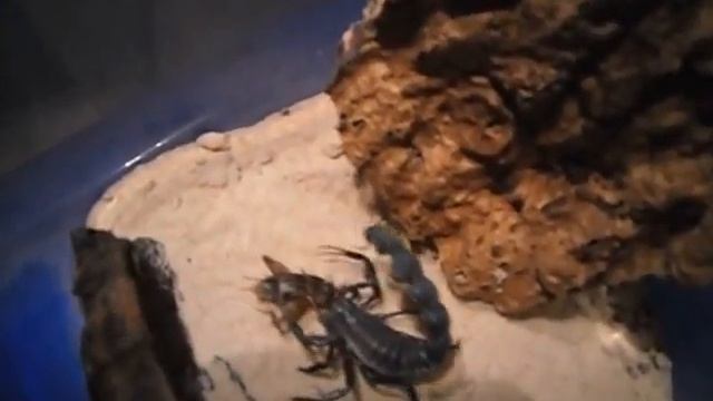 Androctonus bicolor Feeding 2 смотреть онлайн