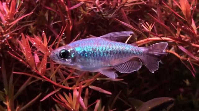 Phenacogrammus interruptus смотреть онлайн