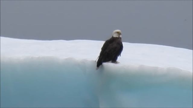 Stunning! Bald Eagle sitting on Massive iceberg | May 18, 2020 Newfoundland, Canada смотреть онлайн