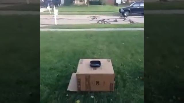 BEST VINE How Animals Eat Whales смотреть онлайн