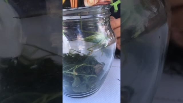 саранча 2 часть смотреть онлайн